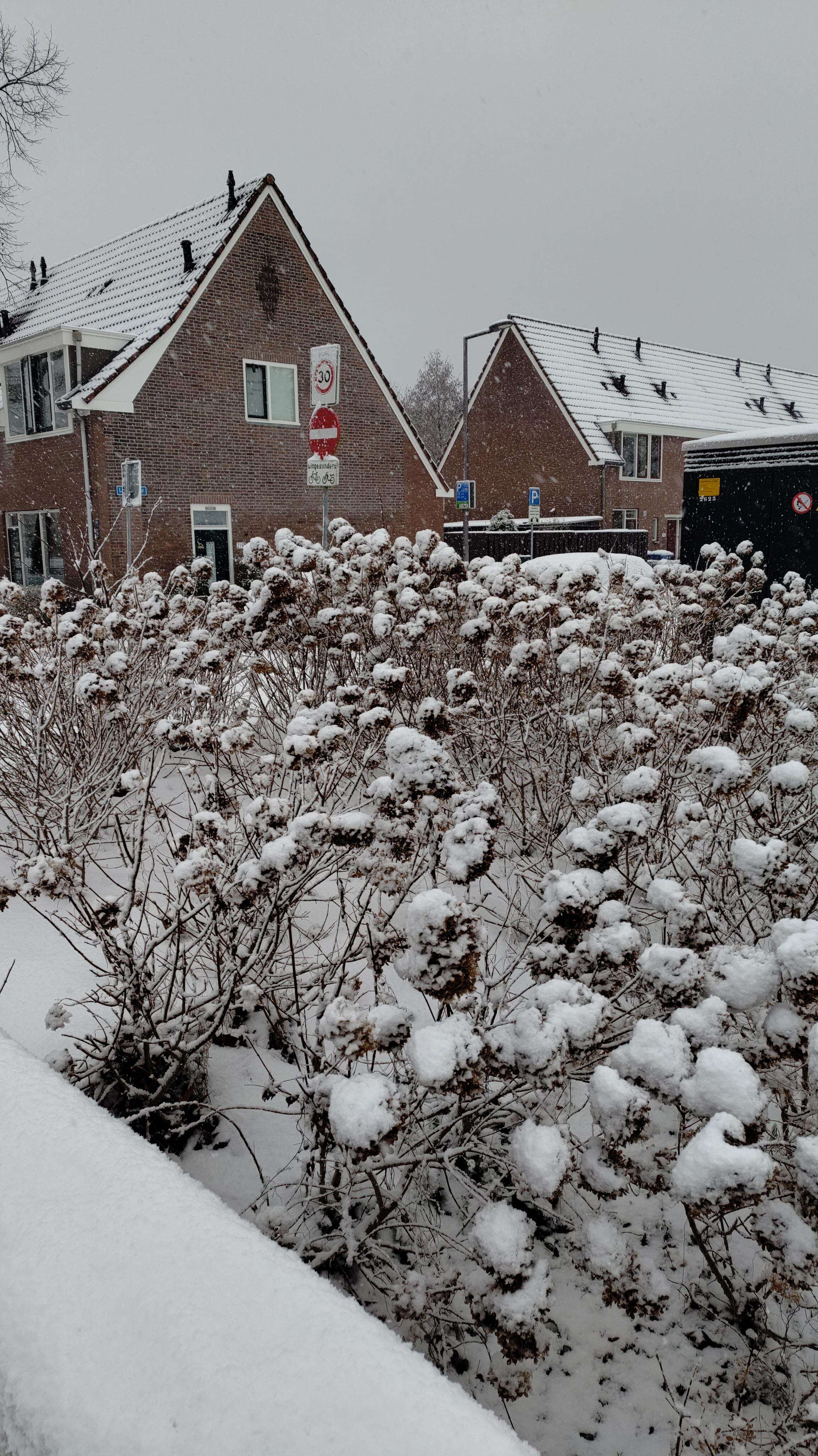 A close-up picture of plants covered in snow, looking like cotton balls. In the background are some houses and a piece of grey sky.