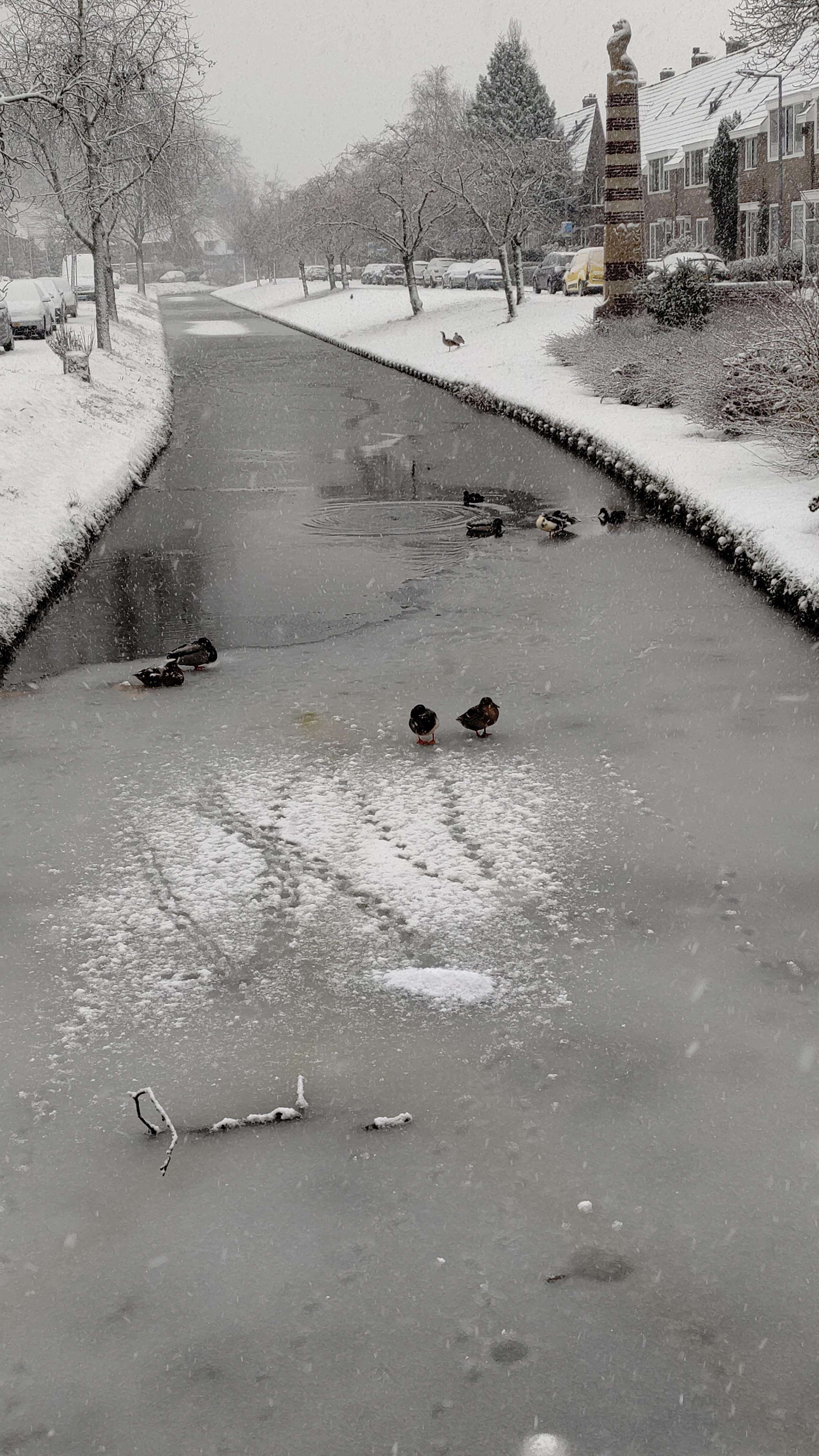 Photo of a partly frozen canal. The canal is in the middle, starting from the bottom of the picture it goes towards the top. On the frozen part some ducks are sitting, we can also see their footprints on the ice. Some other bold ducks are swimming in the still liquid part of the water. On the sides there is the river bank, covered in snow, some naked trees and houses. The sky is grey.